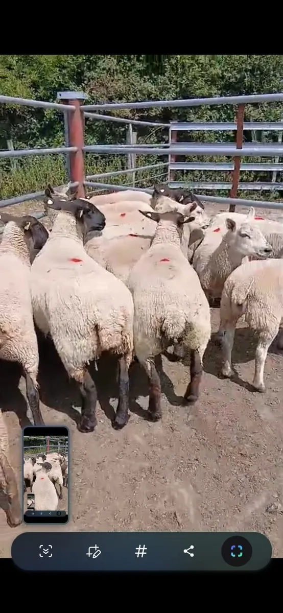 Breeding sheep - Image 2