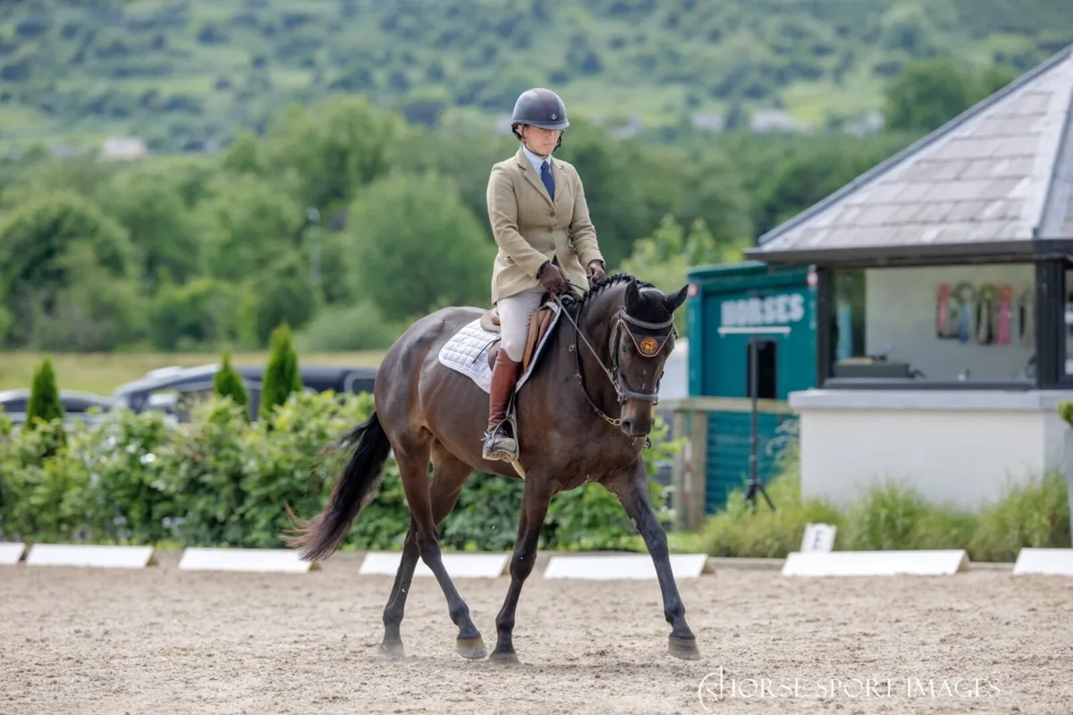 Competition mare - Image 1