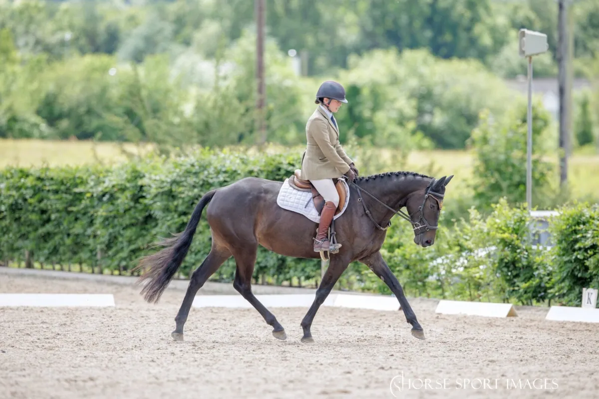 Competition mare - Image 2
