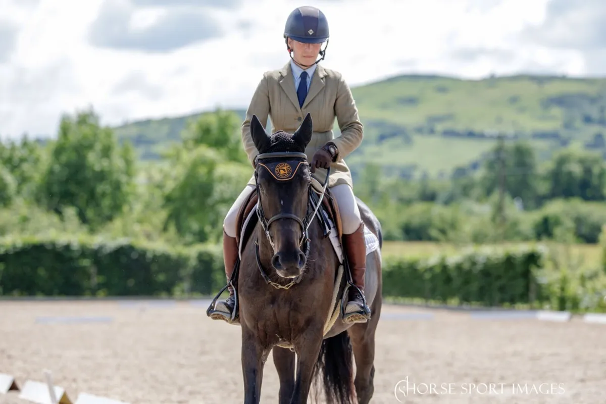 Competition mare - Image 3