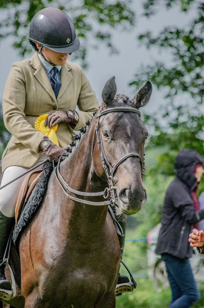 Competition mare - Image 4