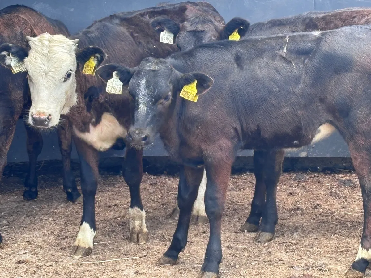7 runners for sale @€625 - Image 3