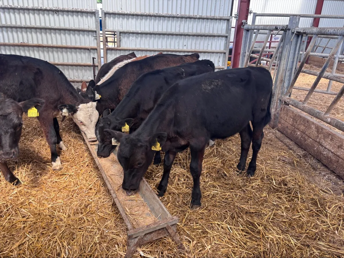 7 runners for sale @€625 - Image 4