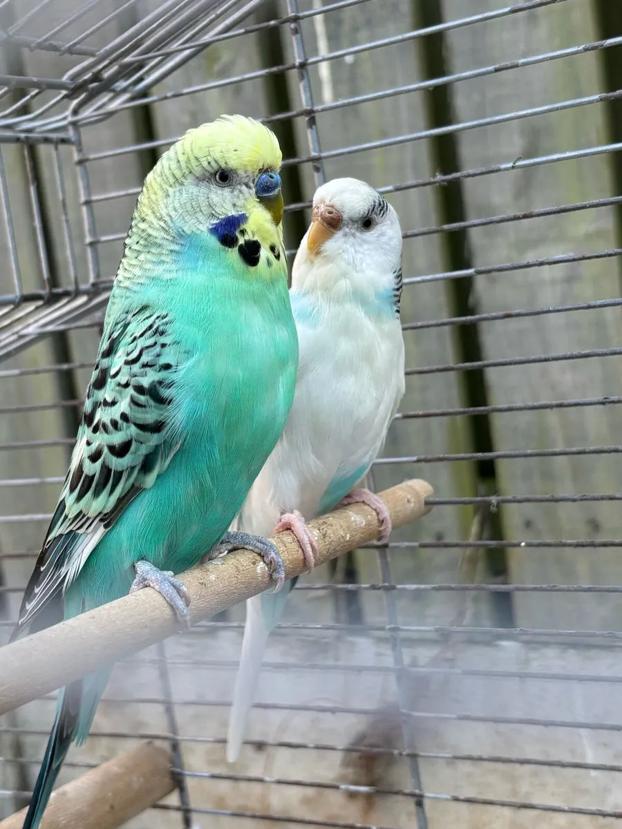 Budgie pair and cage - Image 1