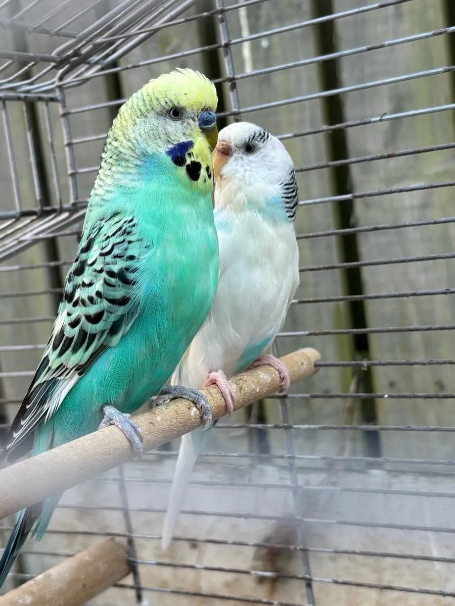 Budgie pair and cage - Image 2