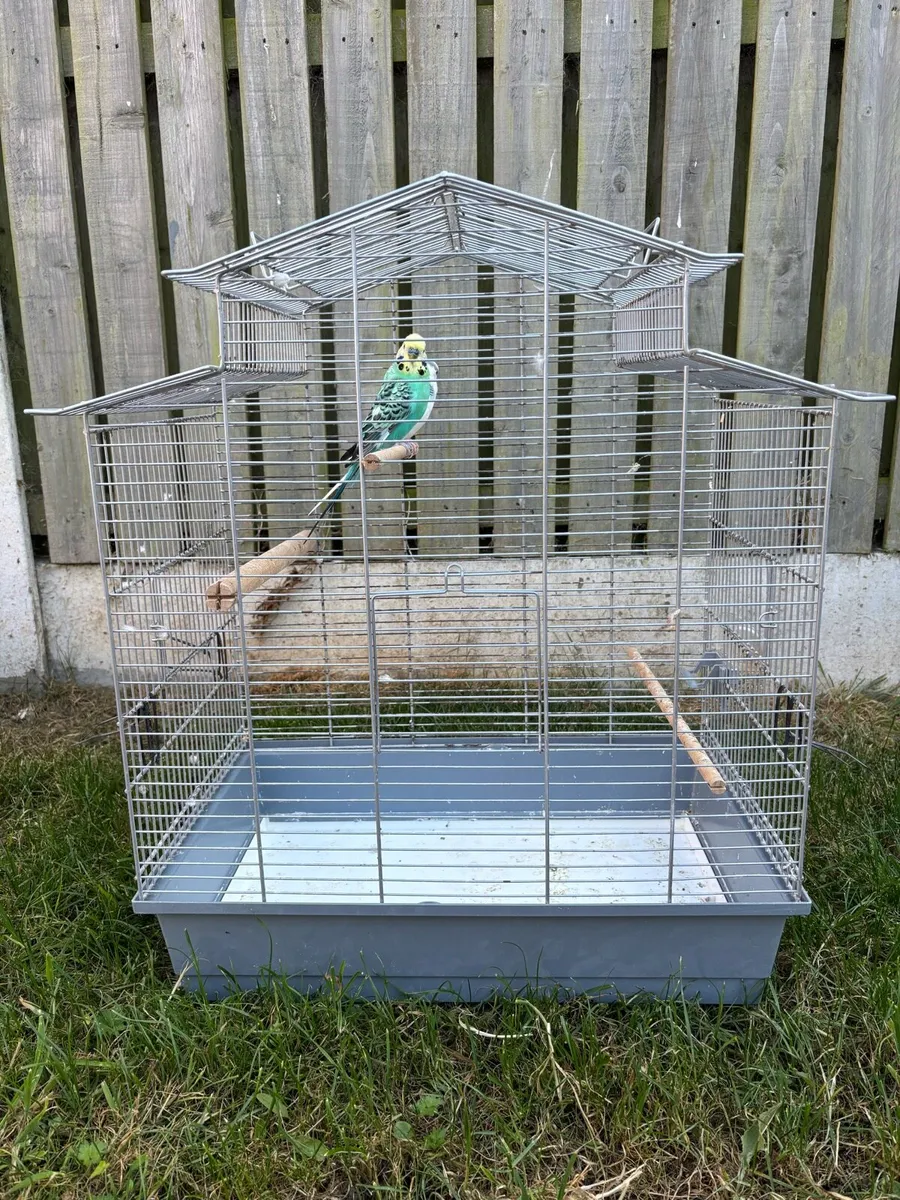 Budgie pair and cage - Image 3