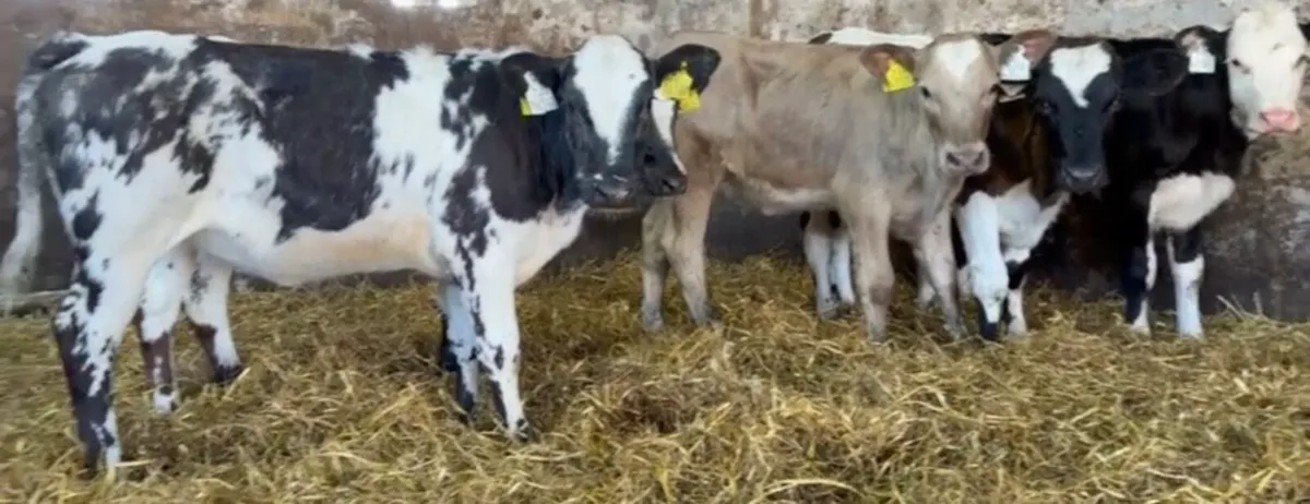 7 smashing heifers - Image 2
