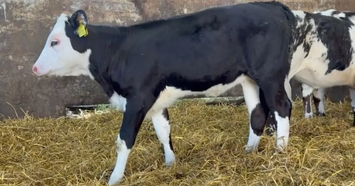 7 smashing heifers - Image 3