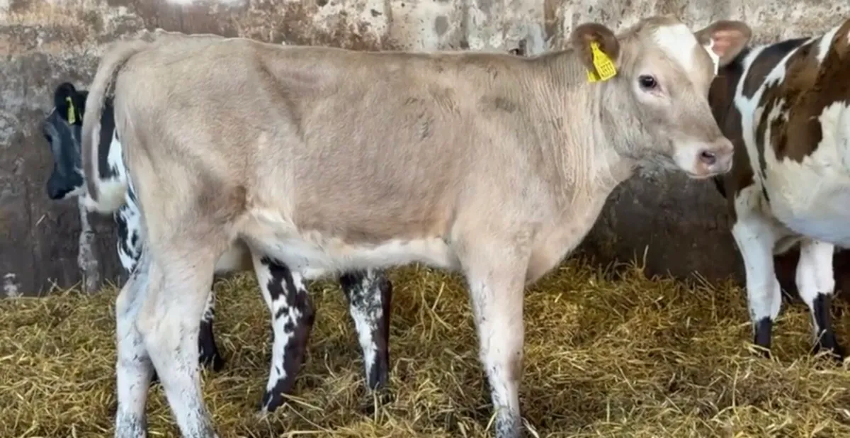 7 smashing heifers - Image 4
