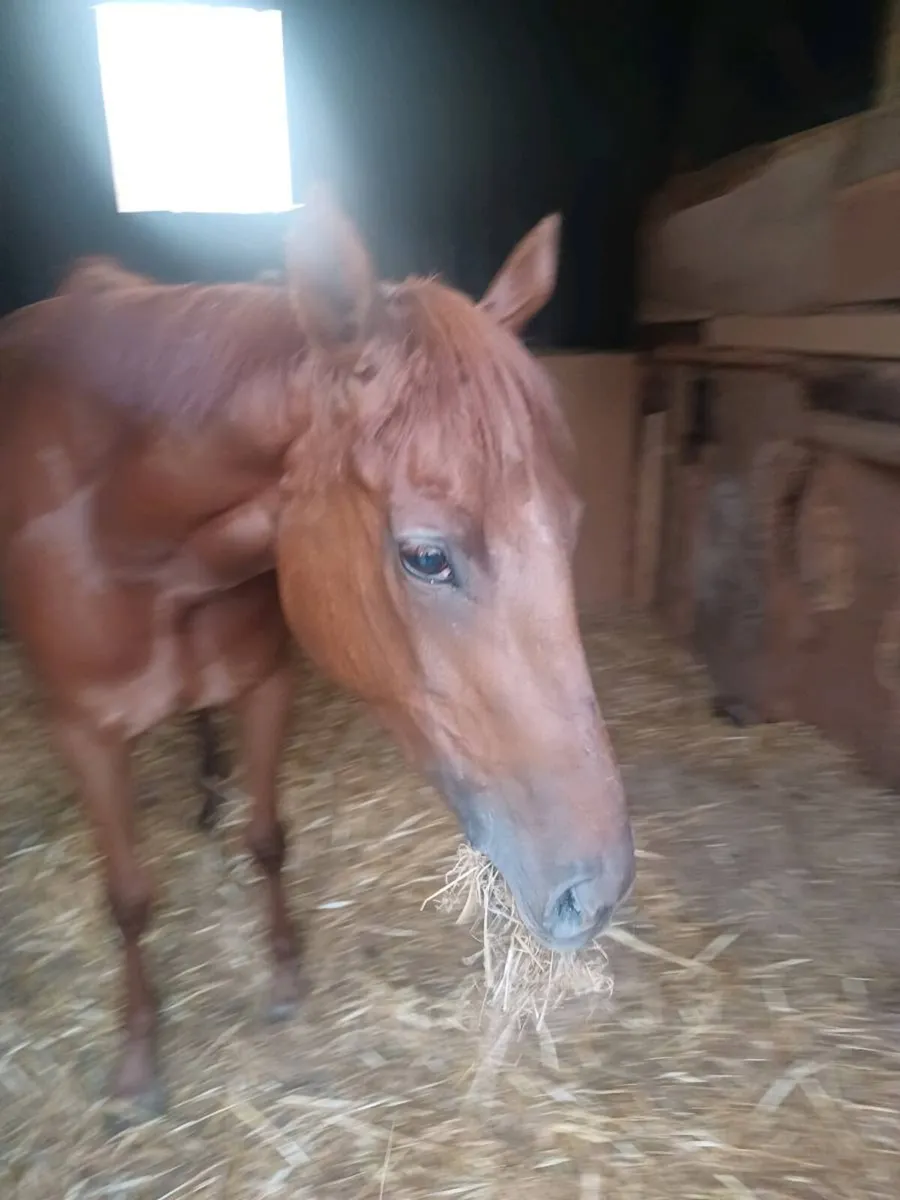 Starspangledbanner/breeding riding horse - Image 1
