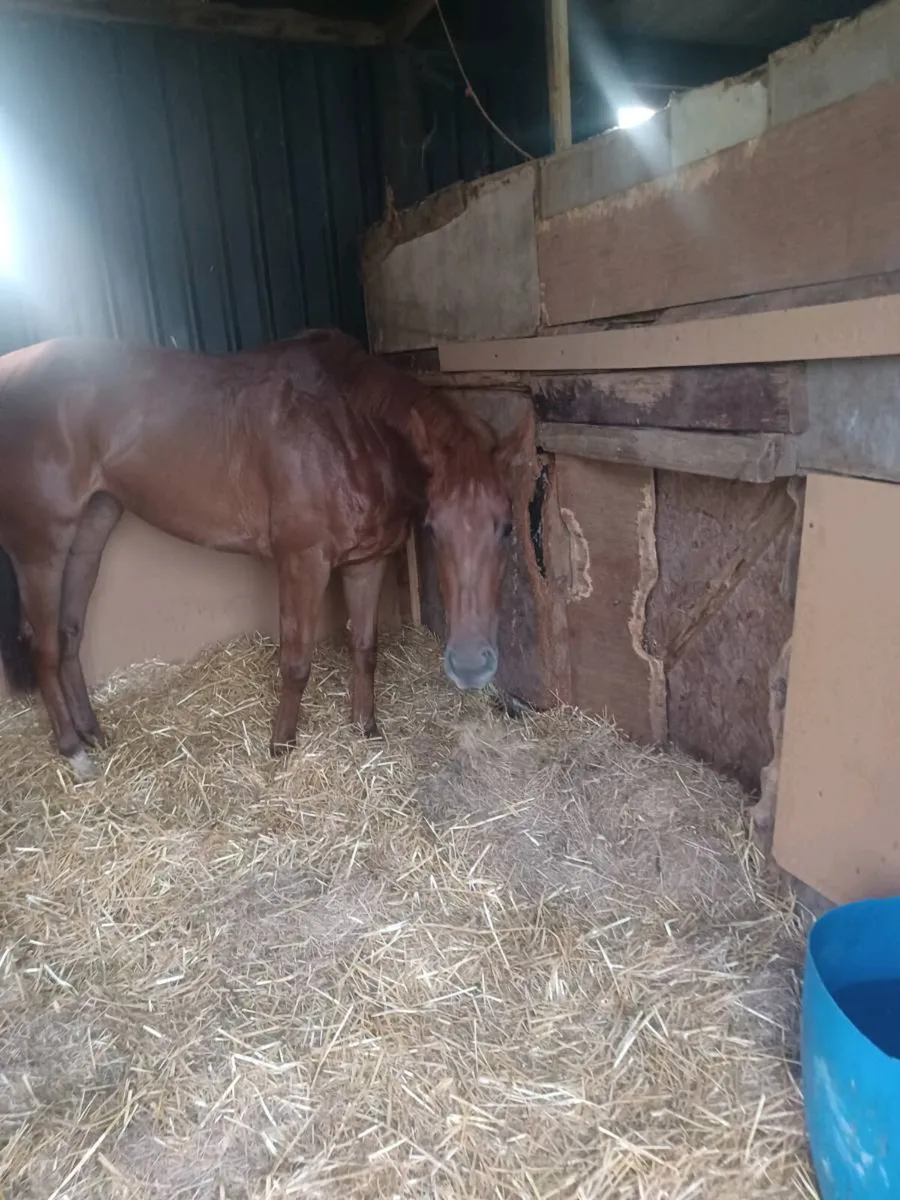 Starspangledbanner/breeding riding horse - Image 2