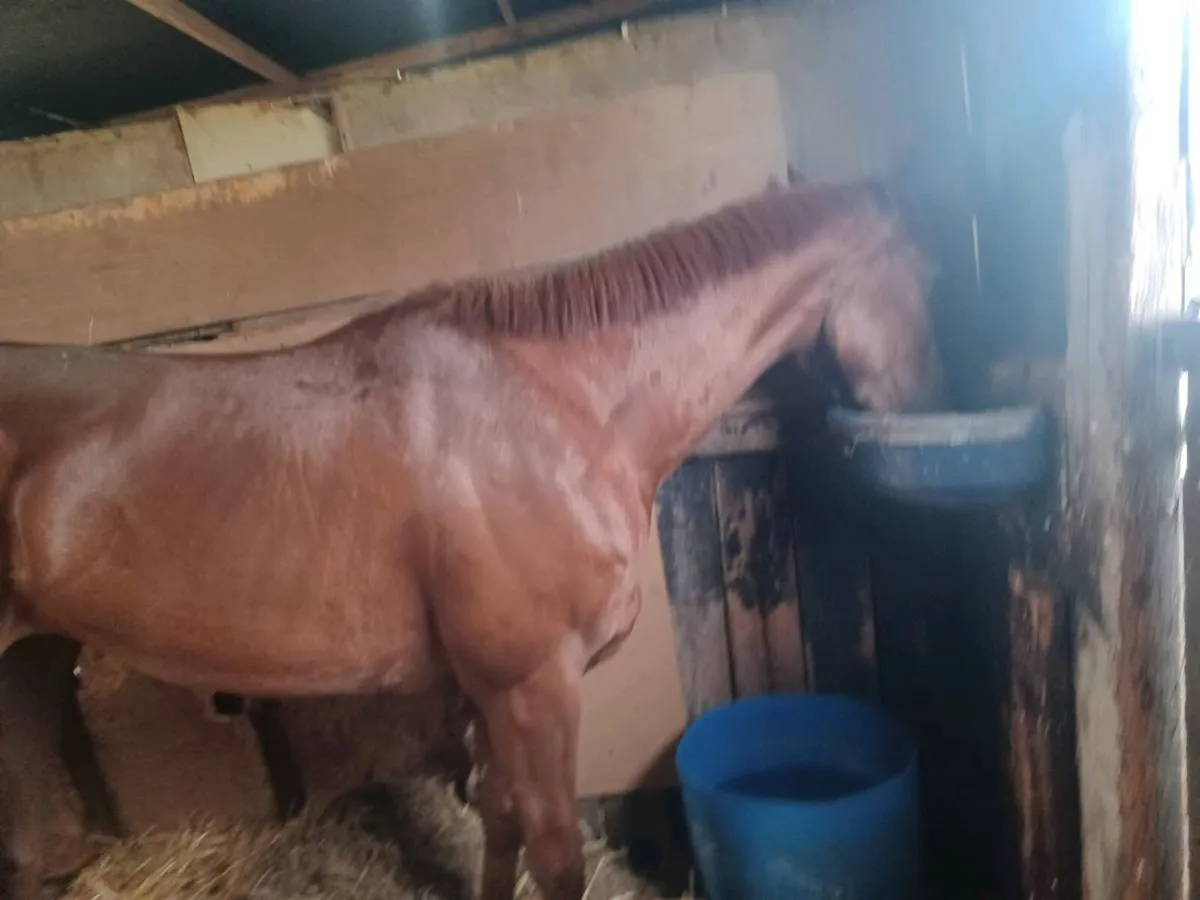Starspangledbanner/breeding riding horse - Image 3