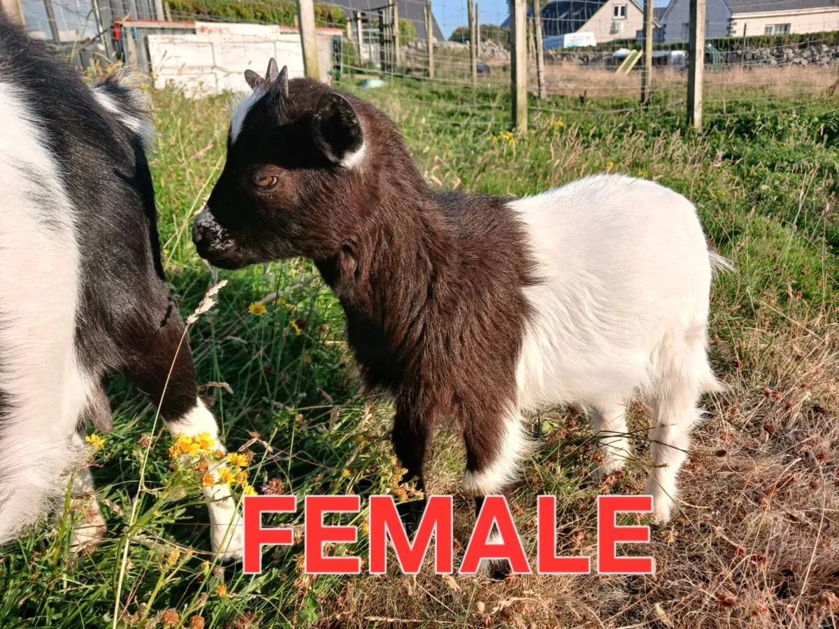 Female pygmy goats - Image 1