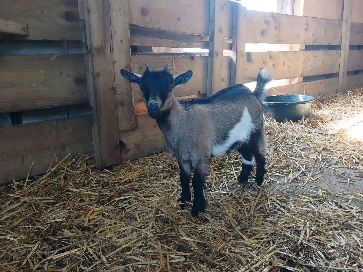 Female pygmy goats - Image 2