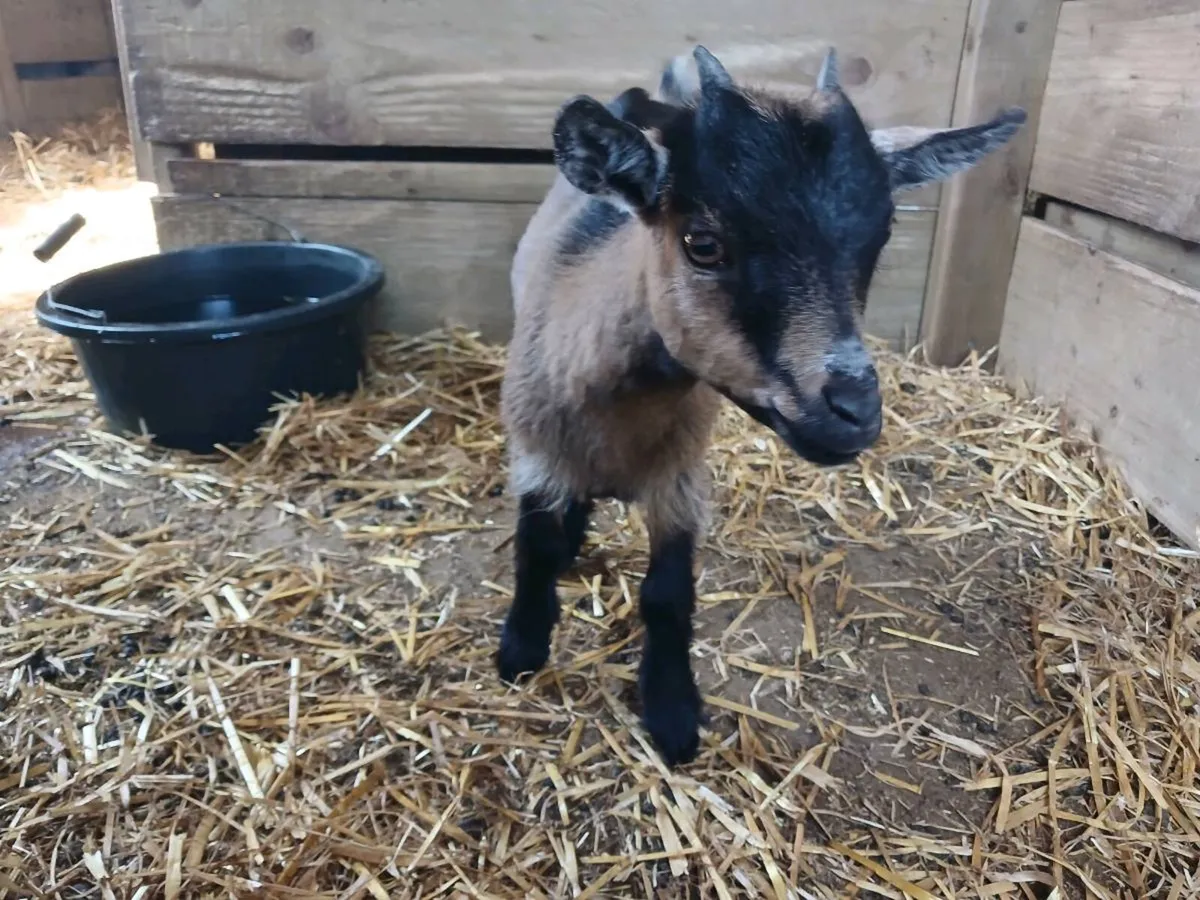 Female pygmy goats - Image 3