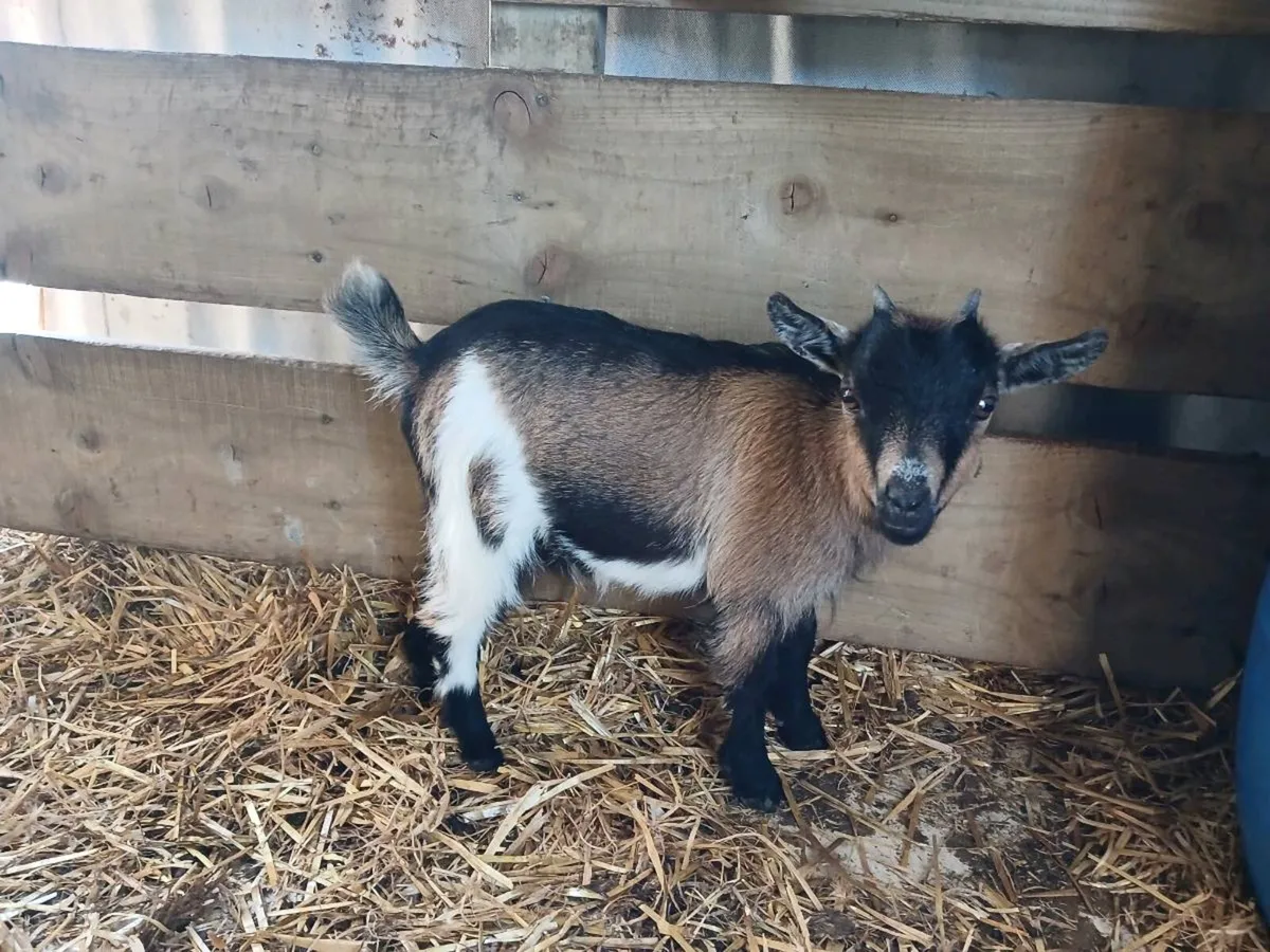 Female pygmy goats - Image 4