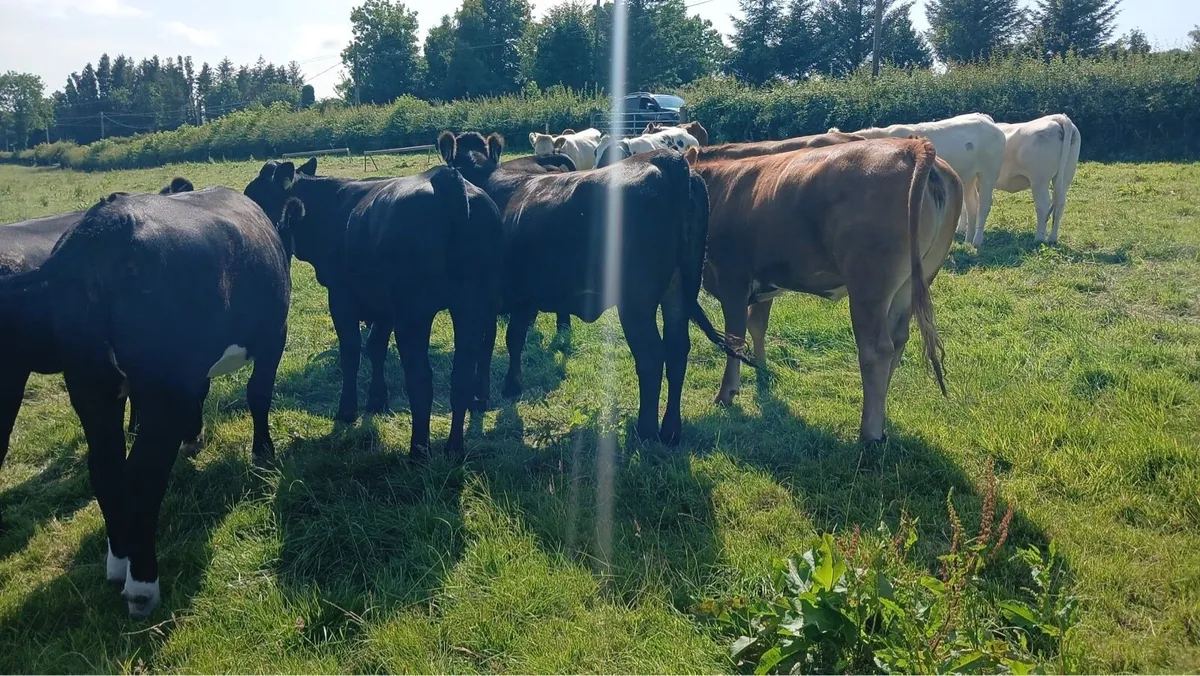 Cattle - Image 1