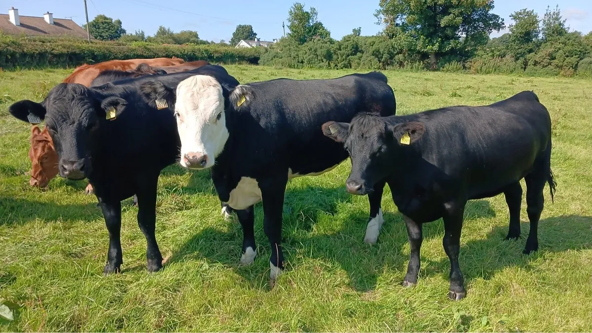 Cattle - Image 2