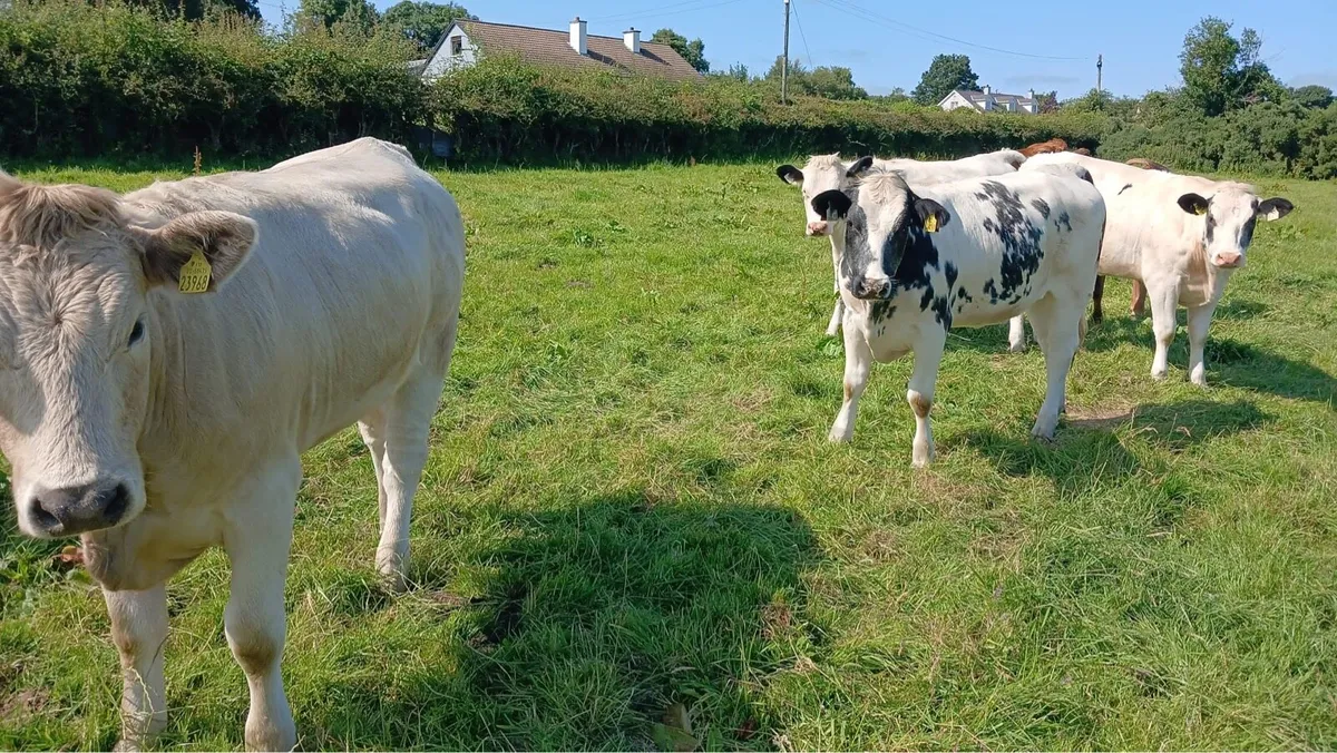 Cattle - Image 3