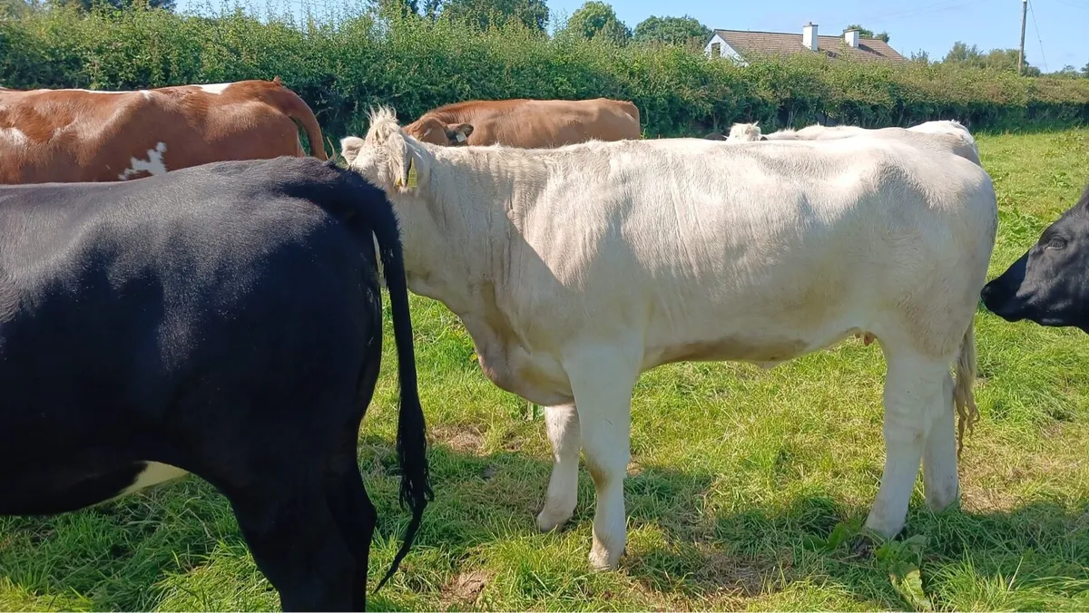Cattle - Image 4
