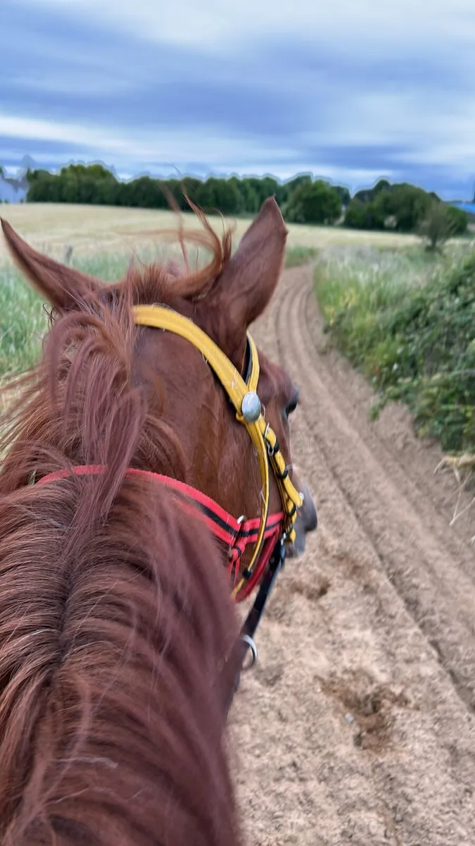 Flat horse required