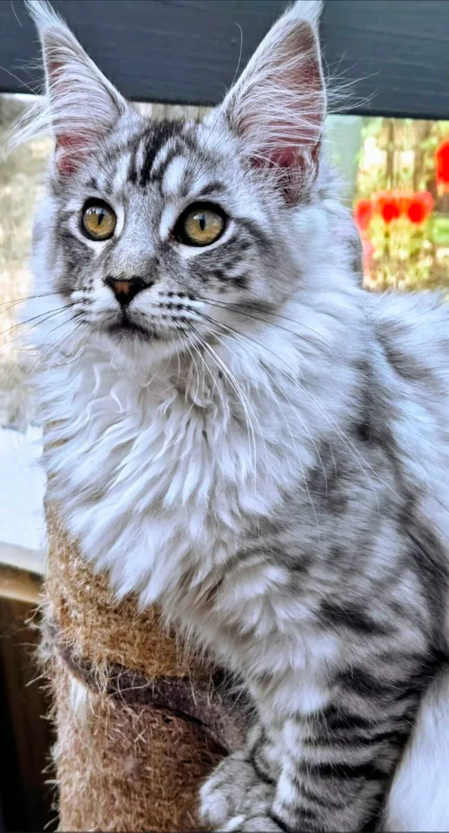 Maine Coon Kittens - Image 1