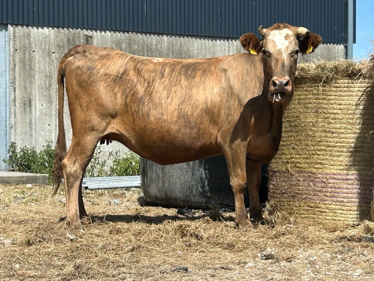 5 star genotyped incalf second calver - Image 2