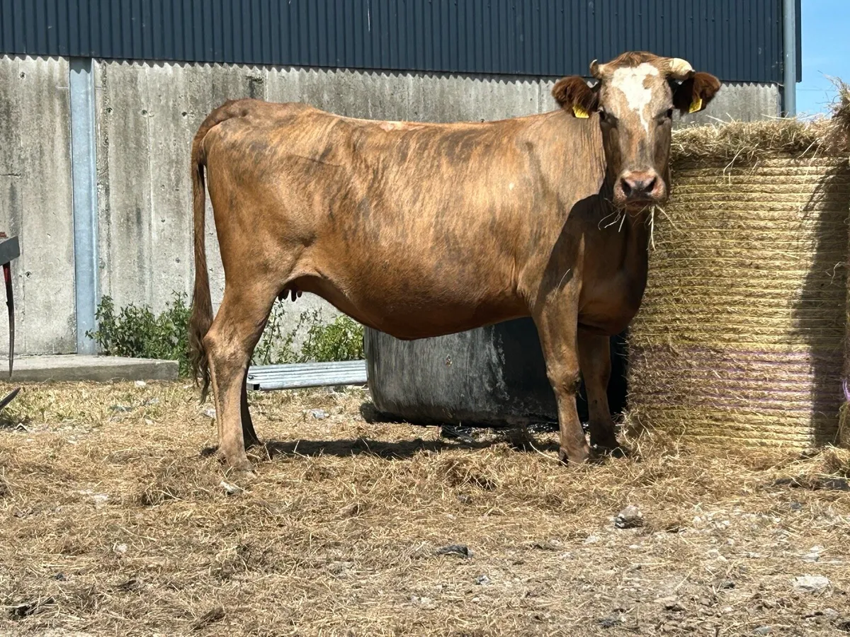 5 star genotyped incalf second calver - Image 4