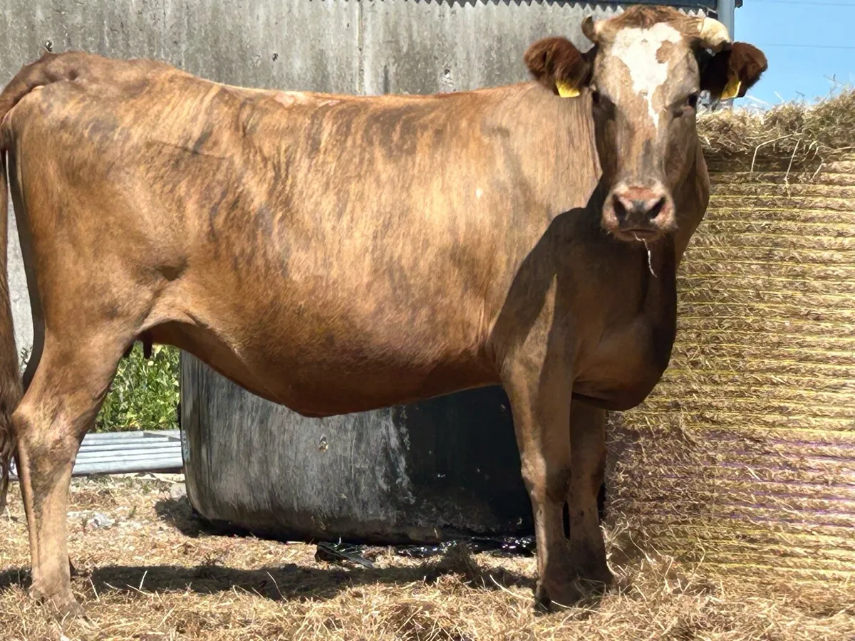 5 star genotyped incalf second calver - Image 1