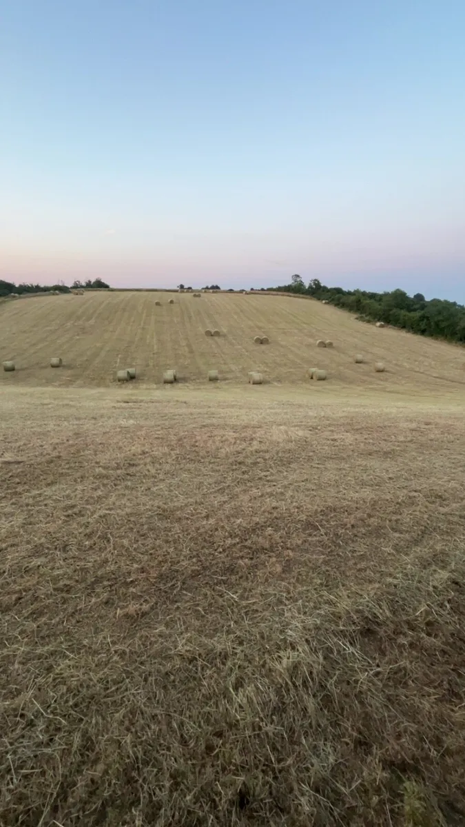 Hay - Image 2