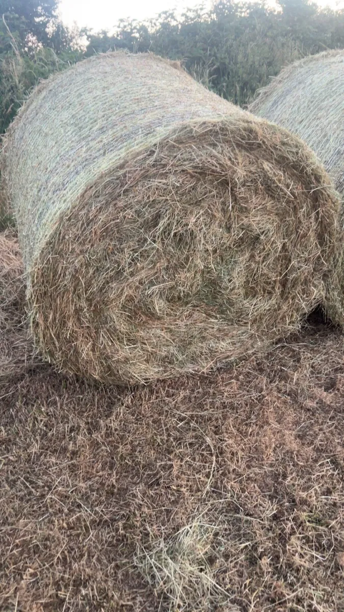 Hay - Image 1