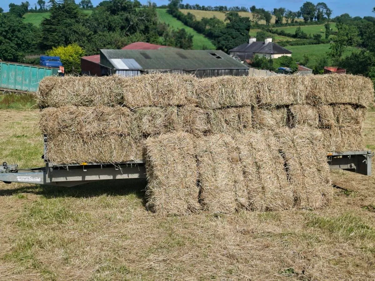 Small square bales of hay - Image 2