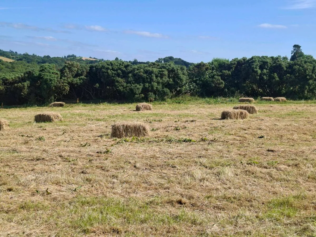 Small square bales of hay - Image 1
