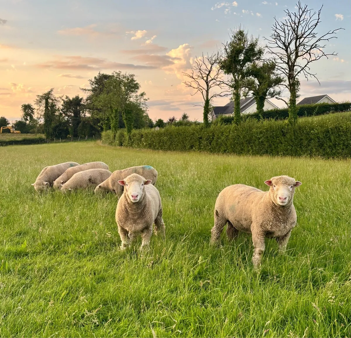 Pedigree Dorset Ram Lambs - Image 1