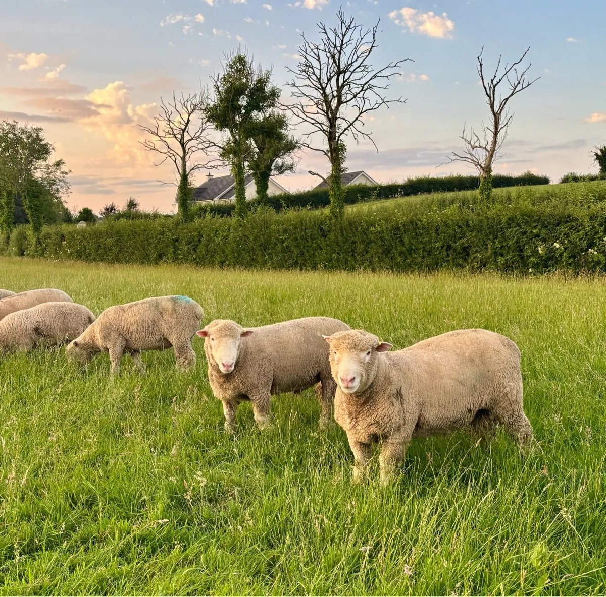 Pedigree Dorset Ram Lambs - Image 2