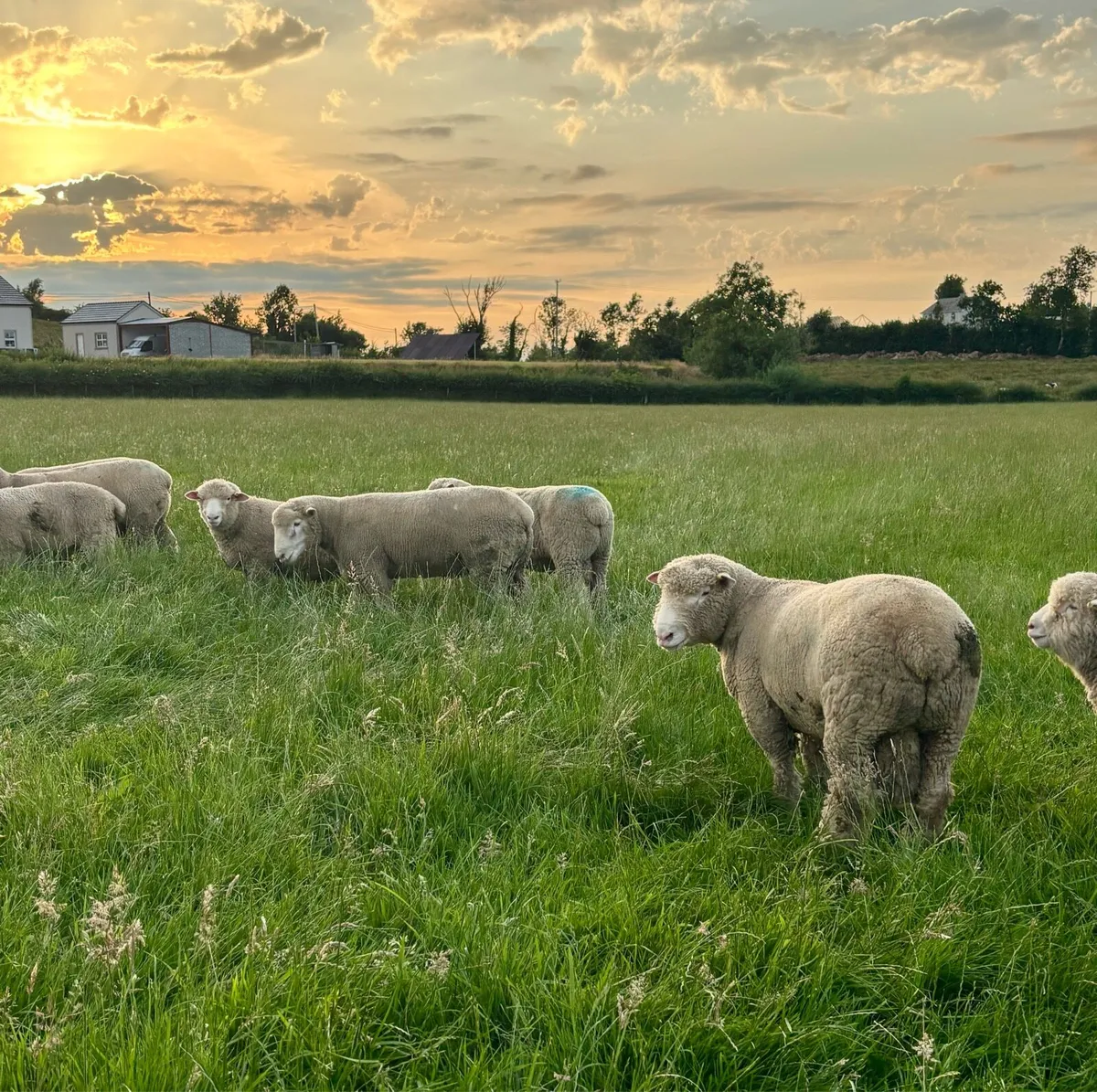 Pedigree Dorset Ram Lambs - Image 4