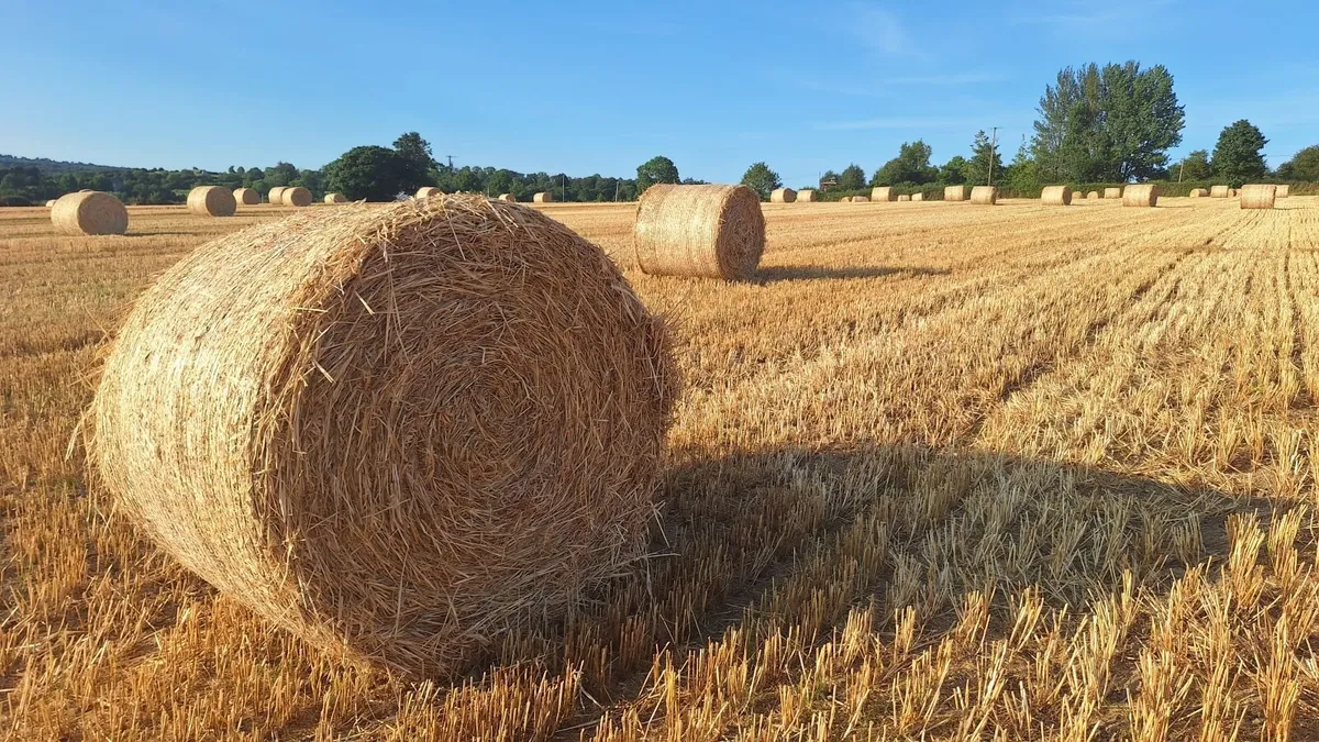 Straw - Image 1