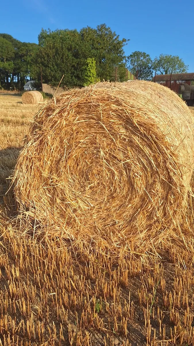 Straw - Image 2