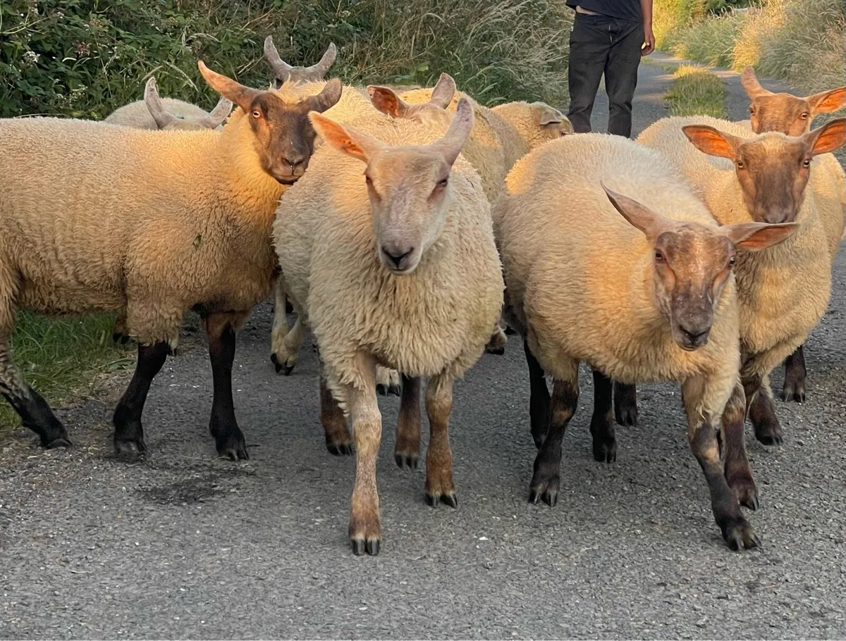 Ewe Lambs - Image 4