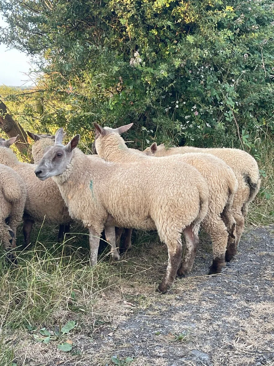 Ewe Lambs - Image 1