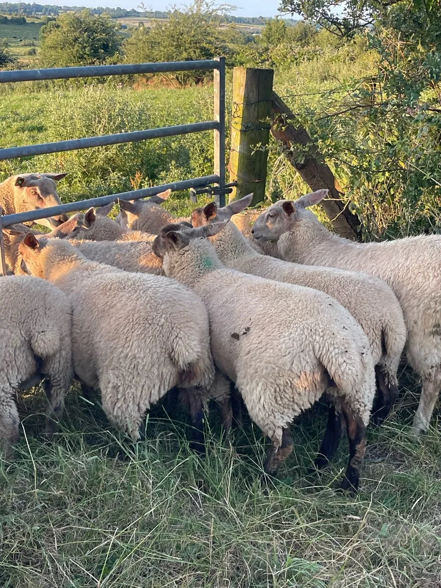 Ewe Lambs - Image 2