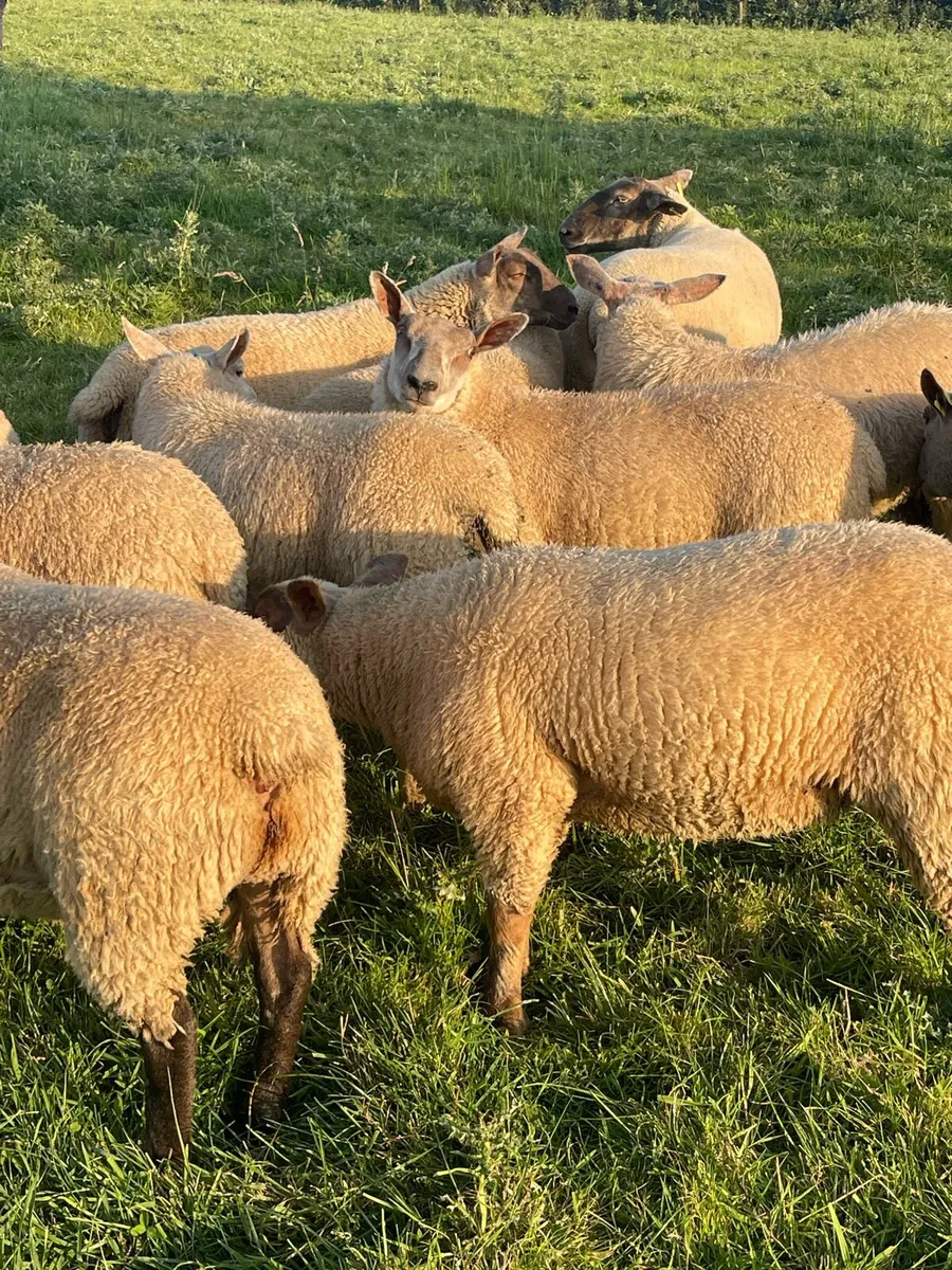 Ewe Lambs - Image 3