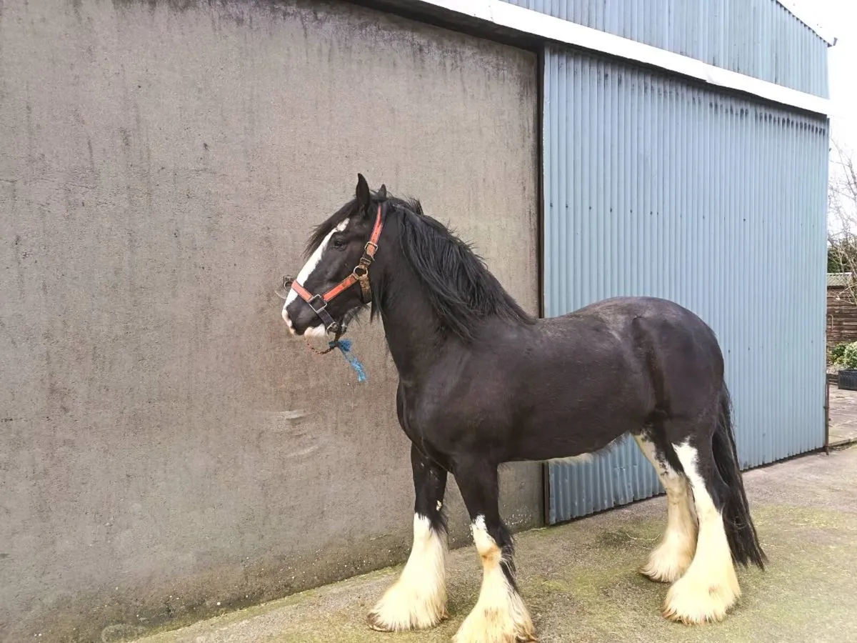 5 Year Old, 16hh Cob - Image 3
