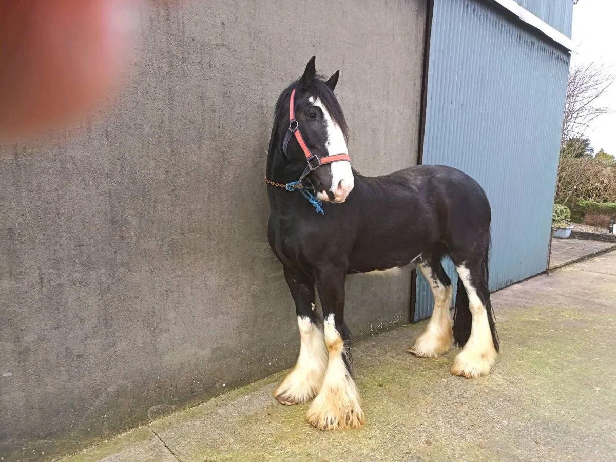 5 Year Old, 16hh Cob - Image 4