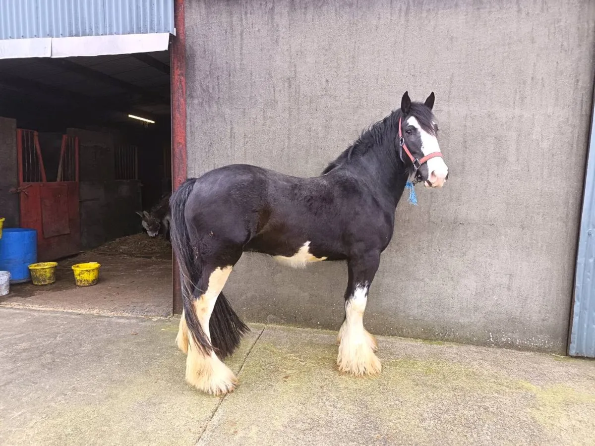 5 Year Old, 16hh Cob - Image 1