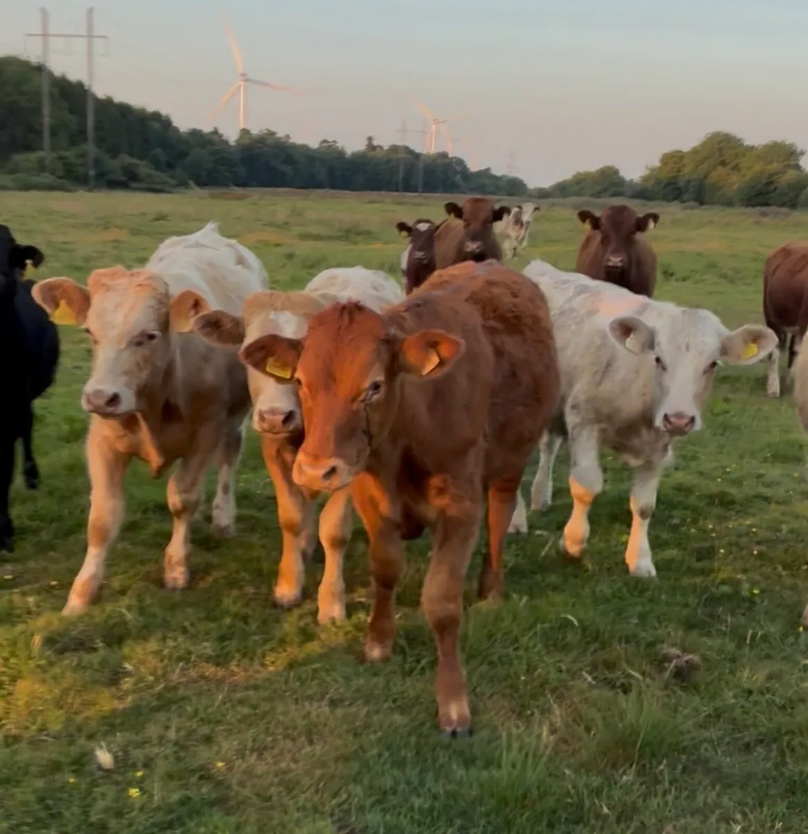 14 continental bullocks for sale - Image 2