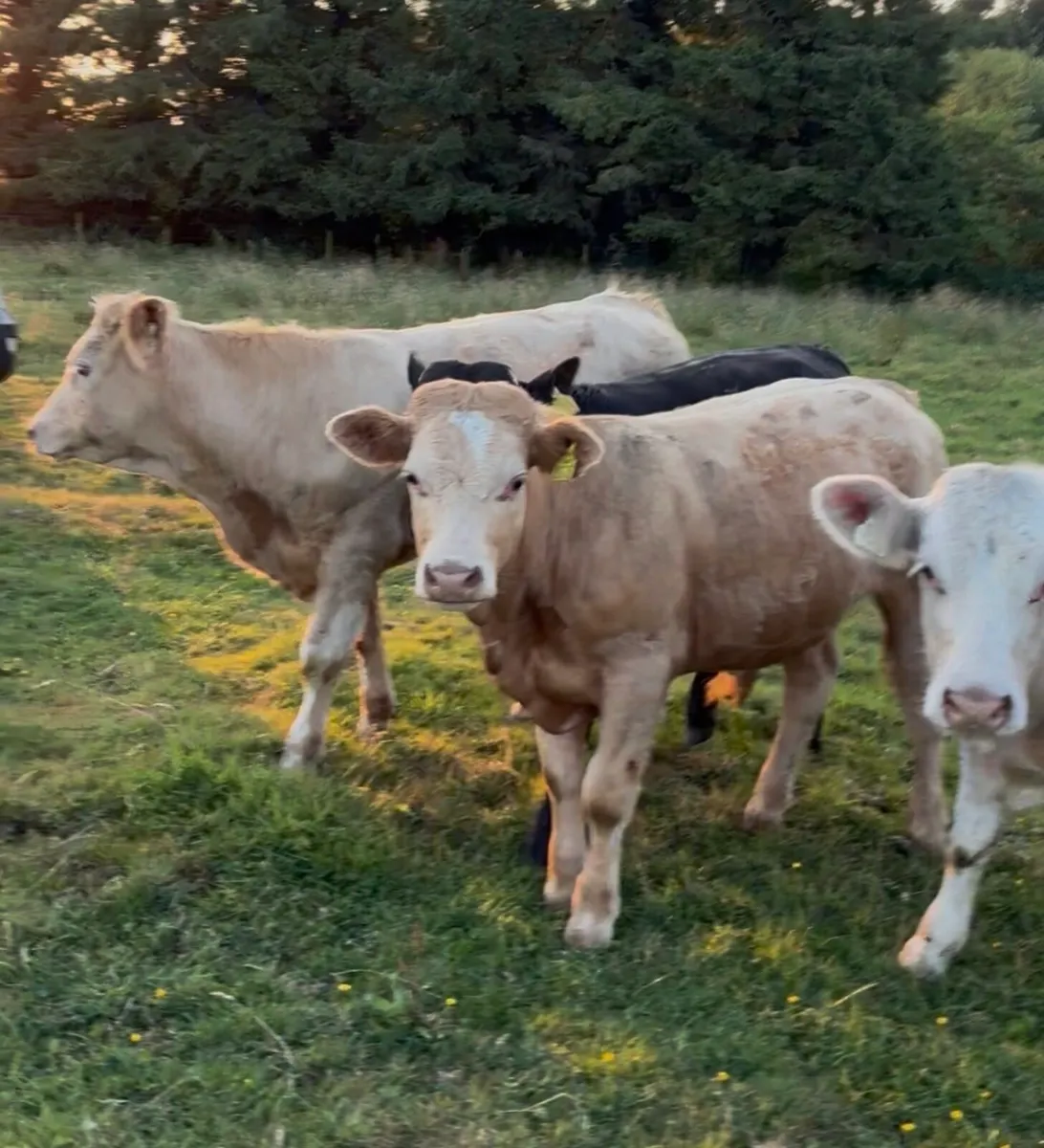 14 continental bullocks for sale - Image 3