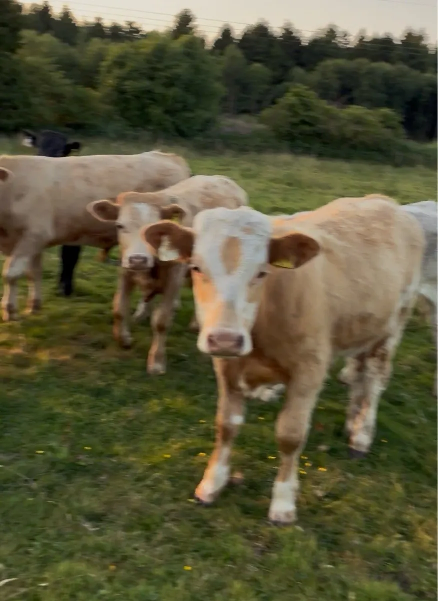 14 continental bullocks for sale - Image 4