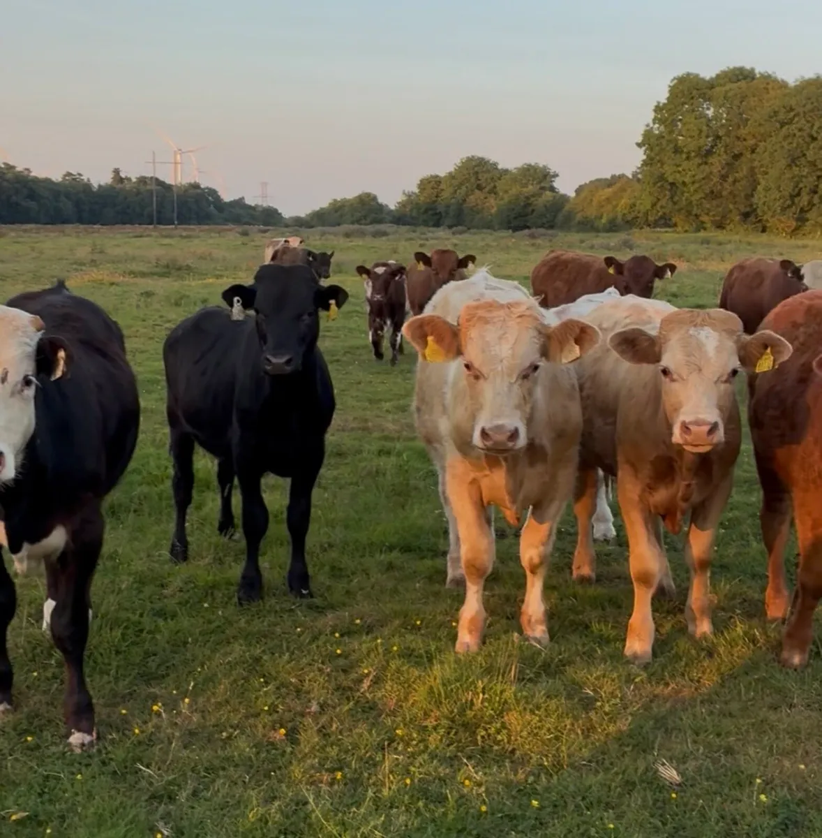 14 continental bullocks for sale - Image 1