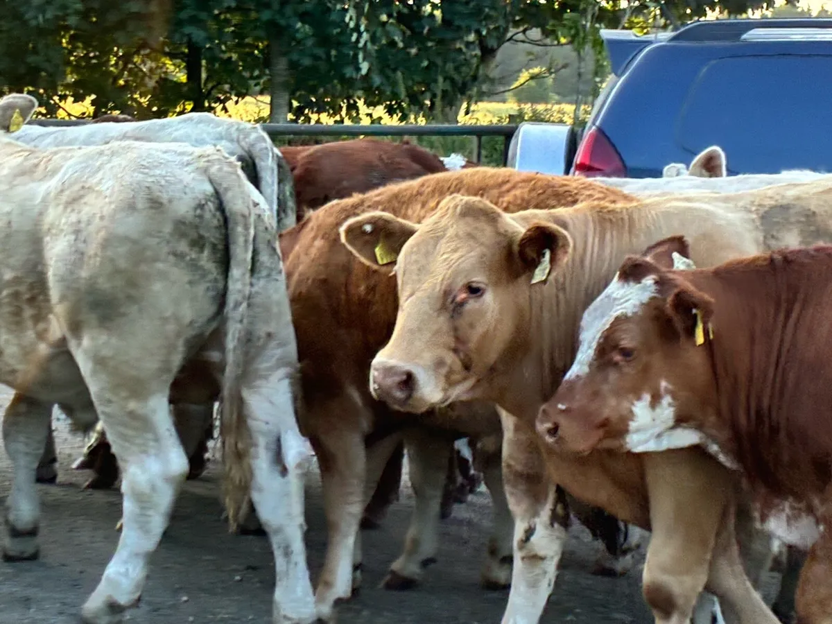 15 smashing store bullocks for sale - Image 2